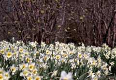 Daffodil Field
